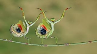 A pair of praying mantises - CEWE Photo Award 2025 overall winner